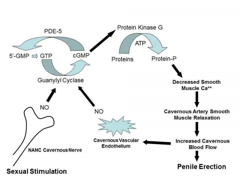 Erectile Mechanism